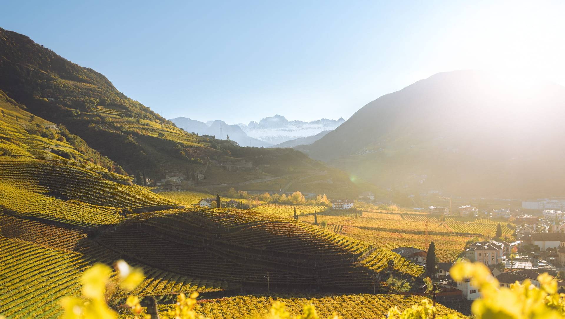 Weinberge
